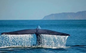 Avistamiento de Ballenas