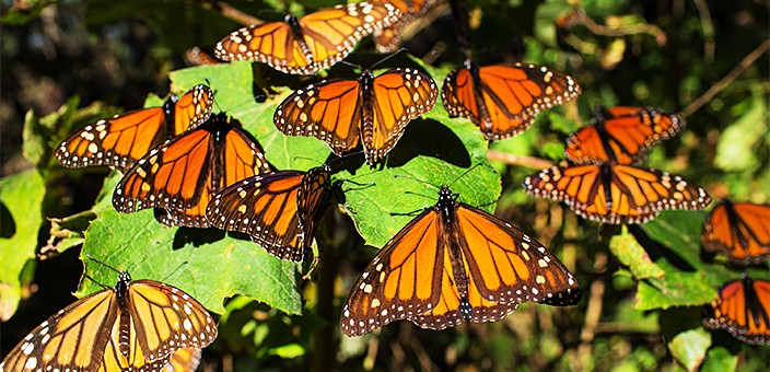 Reserva de la Biósfera Mariposa Monarca, Angangueo