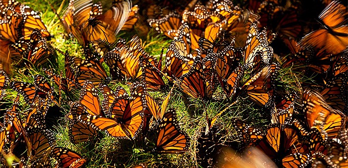 Reserva de la Biósfera Mariposa Monarca, Angangueo