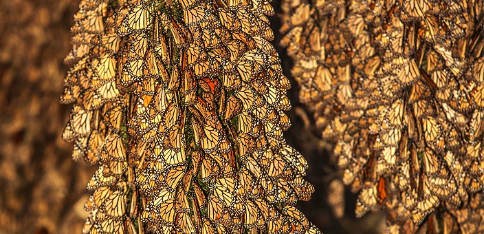 Reserva de la Biósfera Mariposa Monarca, Angangueo