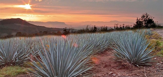 José Cuervo Express, Guadalajara