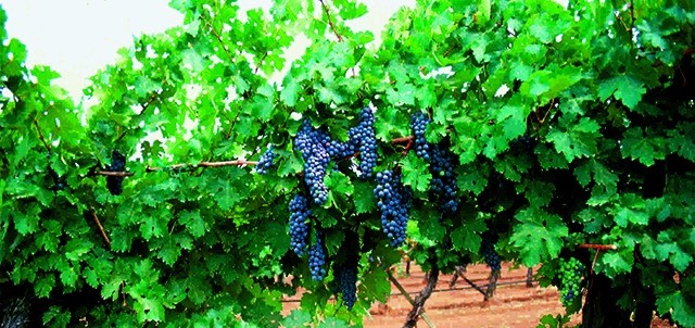Ruta del Vino, Valle de Guadalupe