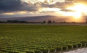 The Wine Route