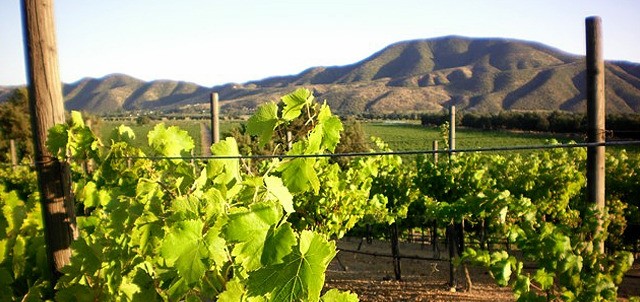Cava Las Ánimas de la Vid, Valle de Guadalupe
