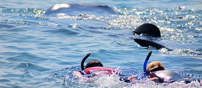 Nado con Tiburón Ballena, Holbox