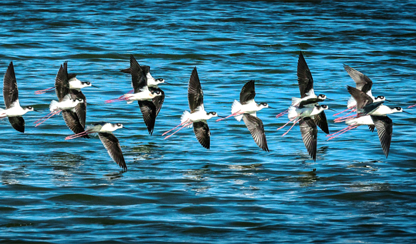 Planea tu viaje a Guerrero Negro