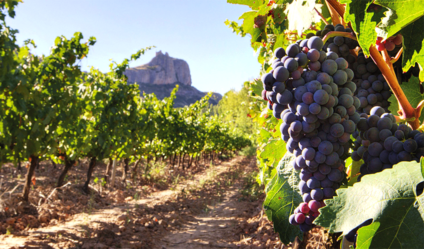 La Redonda Vineyards