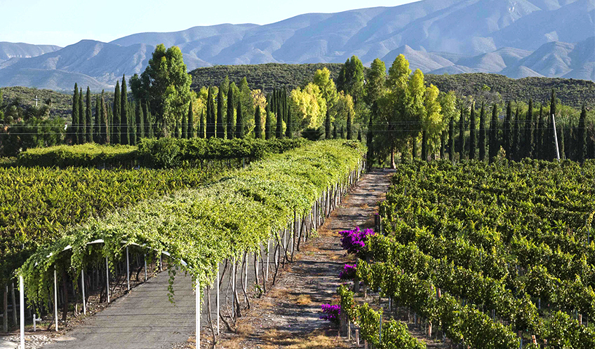 Casa Madero Winery