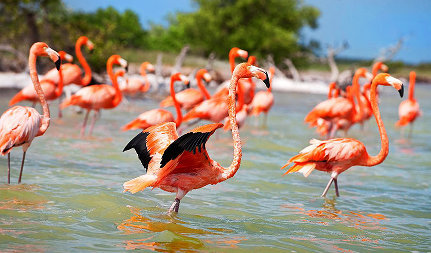 Reserva de la Biósfera Ría Celestún