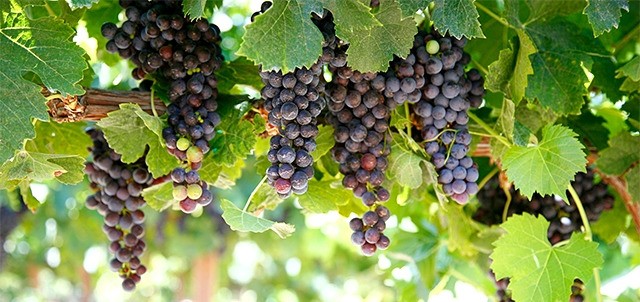 Festival del Vino Mexicano, Guadalajara