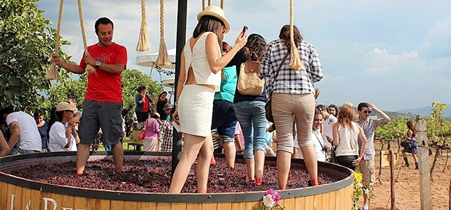 Fiestas de la Vendimia / Viñedos La Redonda, Ezequiel Montes