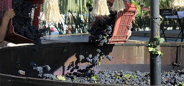 Fiestas de la Vendimia / Viñedos La Redonda, Ezequiel Montes
