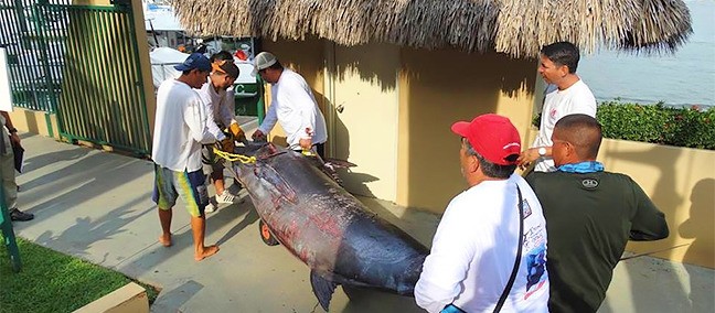 Torneo Internacional de Pesca Marlin y Atún BaDeBa, Nuevo Vallarta