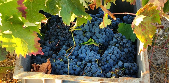 Feria de la Uva y el Vino FIUV, Parras de la Fuente