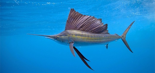 Torneo Internacional de Pesca de Marlín y Atún, Puerto Vallarta