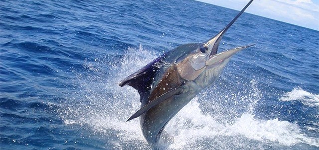 Torneo Internacional de Pesca de Marlín y Atún, Puerto Vallarta