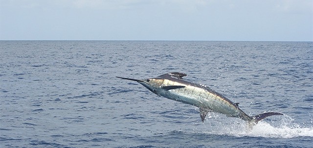 Torneo Internacional de Pesca de Marlín y Atún, Puerto Vallarta