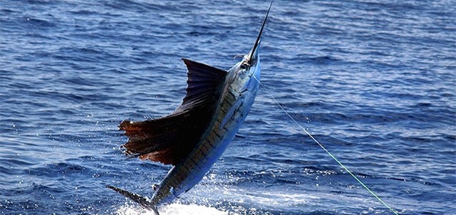 Torneo Internacional de Pesca de Marlín y Atún, Puerto Vallarta