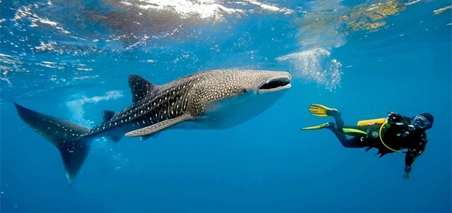 Whale Shark Festival, Isla Mujeres