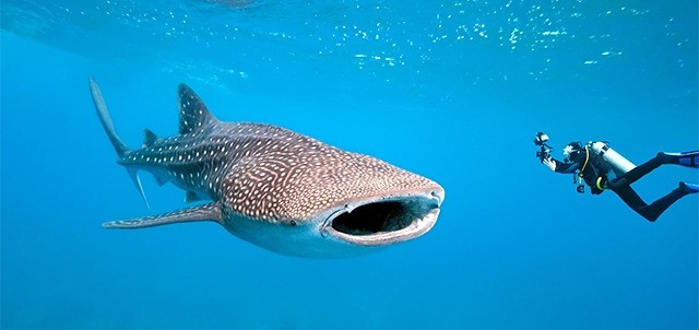 Whale Shark Festival, Isla Mujeres