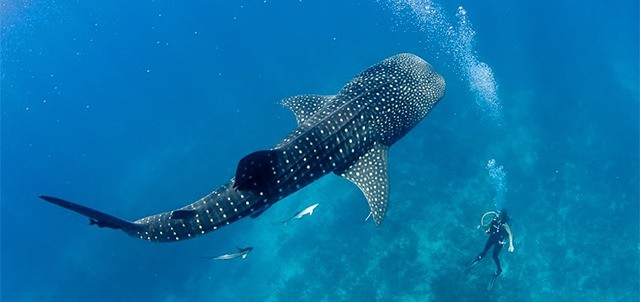Whale Shark Festival, Isla Mujeres