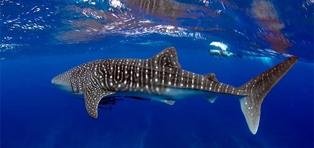 Whale Shark Festival, Isla Mujeres