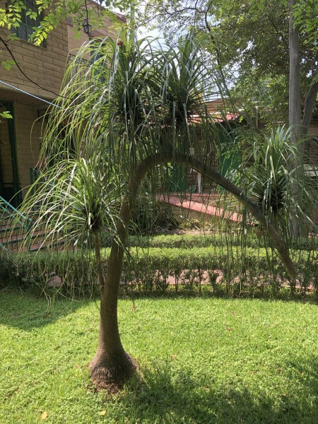 La Casa del Retoño, Tlaquepaque